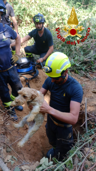 Due cani bloccati nella tana di un tasso salvati dai vigili del fuoco